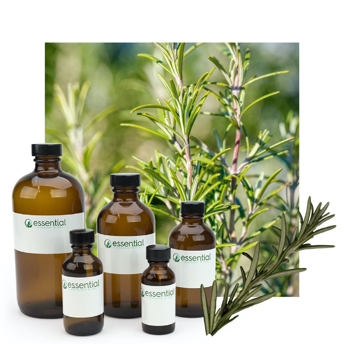 Rosemary Essential Oil (Responsibly Grown)