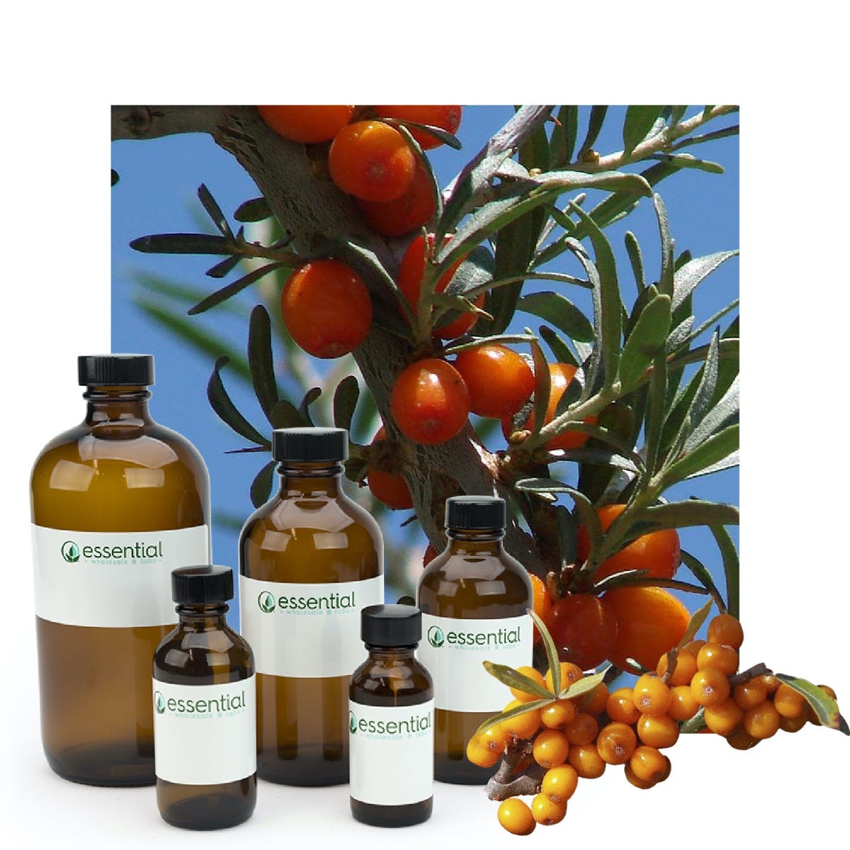 Sea Buckthorn Berry Oil (Certified Organic)