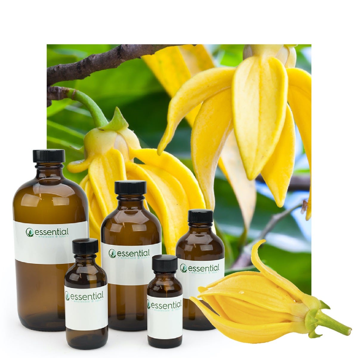 Ylang Ylang Essential Oil (Responsibly Grown)