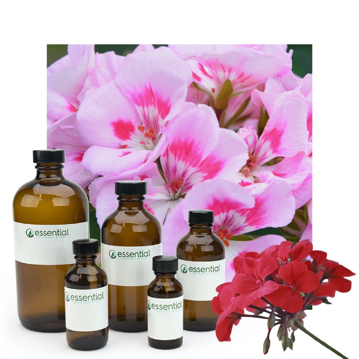 Geranium Essential Oil