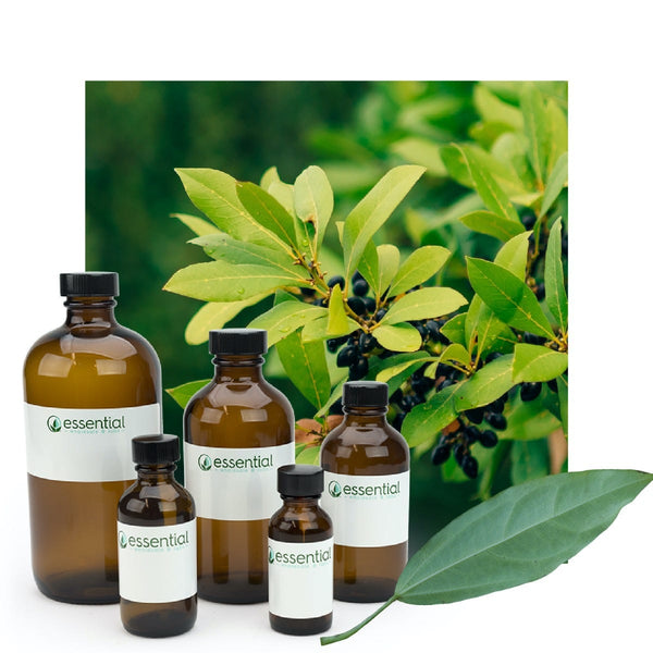 Laurel Leaf Essential Oil