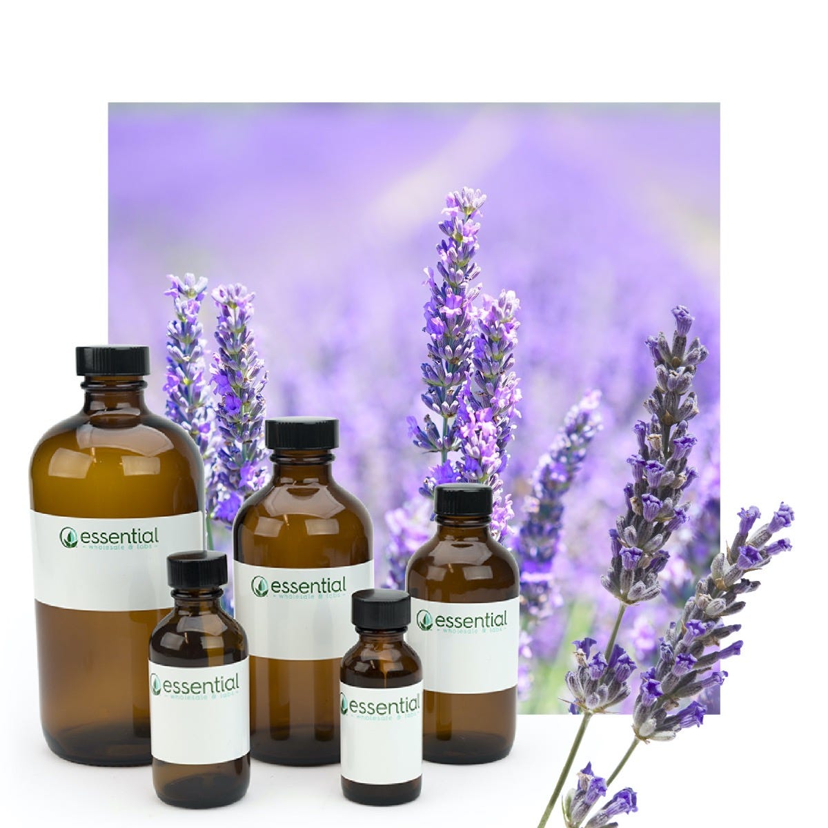Lavender Essential Oil (Certified Organic)