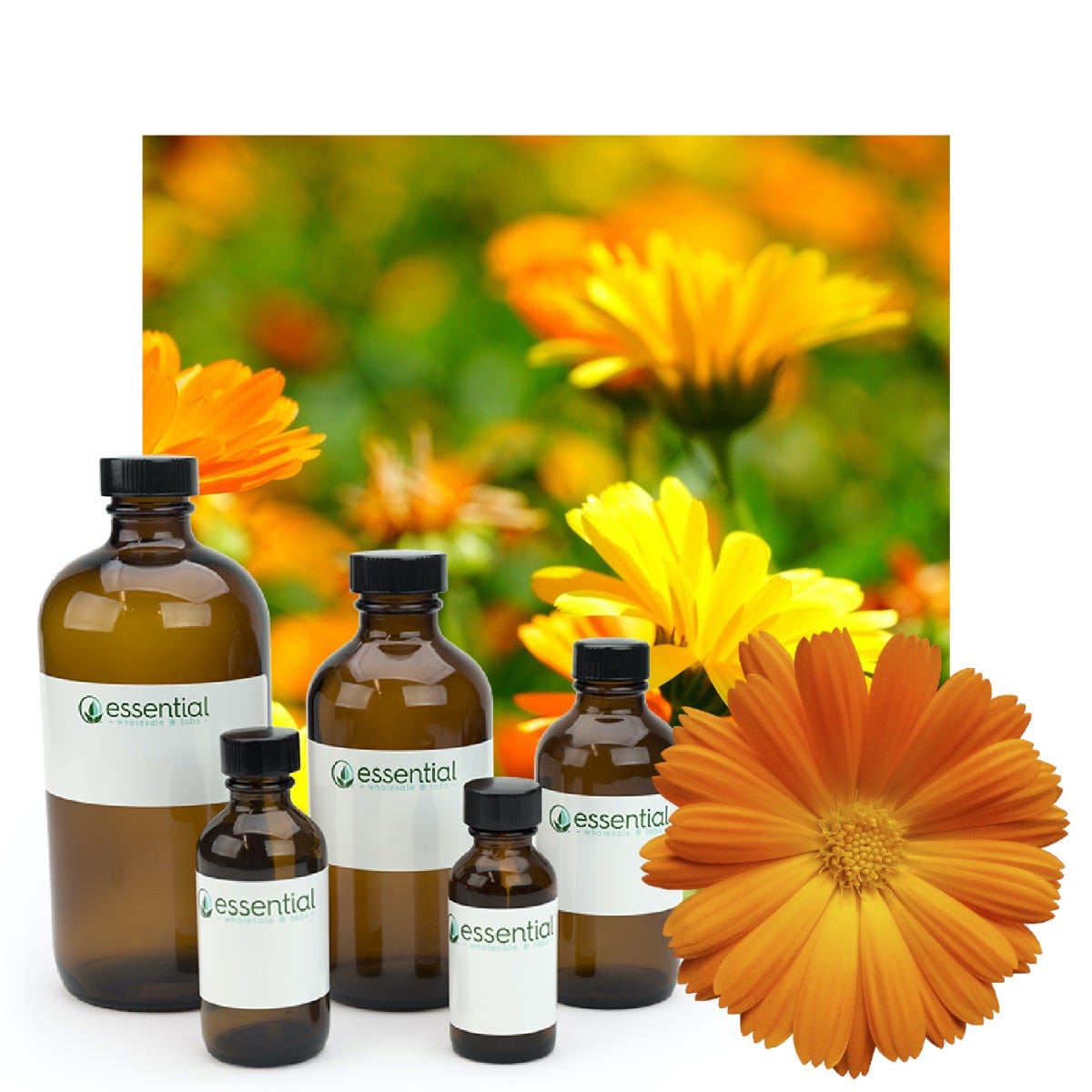 Marigold Essential Oil (Certified Organic)