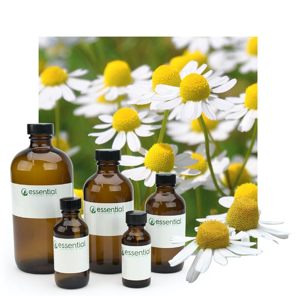 Roman Chamomile Essential Oil