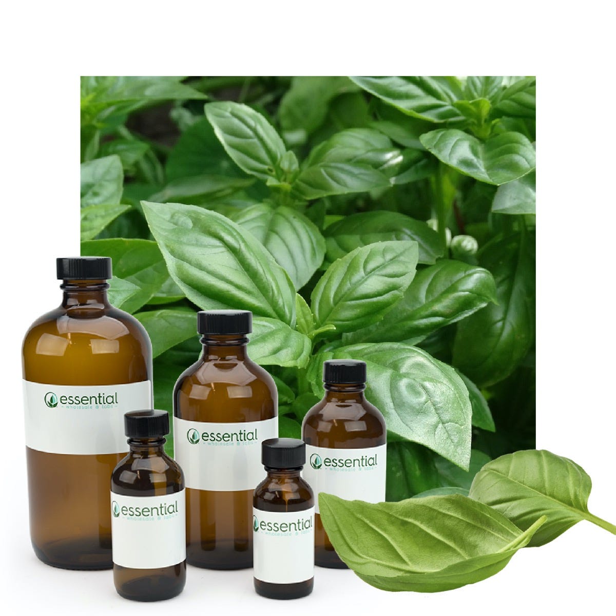 Sweet Basil Essential Oil Buy Bulk Essential Wholesale